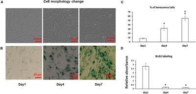 Wnt Signaling Inhibits High-Density Cell Sheet Culture Induced Mesenchymal Stromal Cell Aging by Targeting Cell Cycle Inhibitor p27